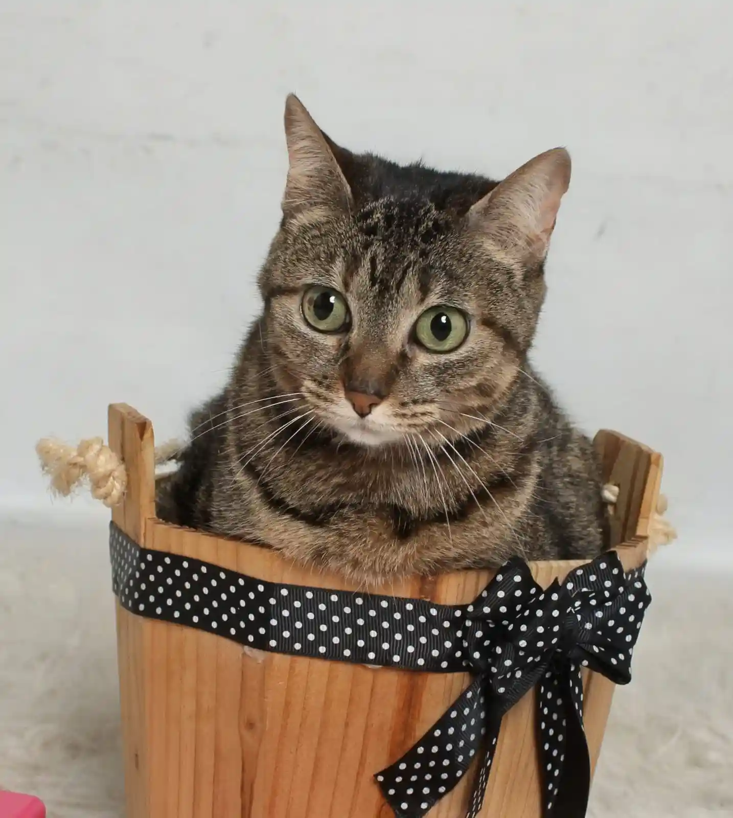 MIA, la gata rescatada que le dio su nombre y su cara a MIAcademia